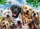 Ravensburger 13228 Puzzle Delighted Dogs 300 Teile XXL